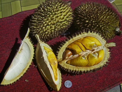 a durian.jpg